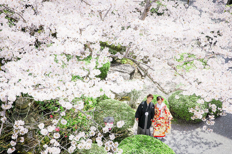 桜の季節の一枚